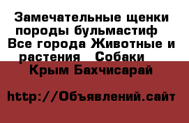 Замечательные щенки породы бульмастиф - Все города Животные и растения » Собаки   . Крым,Бахчисарай